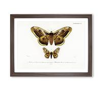 Emperor Moths Illustrations By Charles D' Orbigny Vintage Framed Print | A4 Walnut Framed Wall Art | Ready to Hang | Classic Nature Picture | Living Room Bedroom Lounge Office