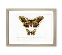 Emperor Moths Illustrations By Charles D' Orbigny Vintage Framed Wall Art Print, Ready to Hang Picture for Living Room Bedroom Home Office Décor, Oak A4 (34 x 25 cm)