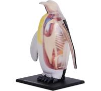 Emperor Penguin Anatomy Model, Emperor Penguin Organ Skeleton Half-Transparent Simulation Model, 29 Detachable Parts, for Animal Organs Teaching Demonstration