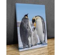 Emperor penguin family, snowy Antarctic landscape, mounted canvas print ready to hang (24x16in(60cmx40cm))