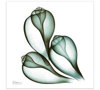 Empire Art Direct Coastal Serenity II Flower Wall Art on Frameless Free Floating Tempered Glass Panel Ready to Hang, Living Room, ＆ Office, 24" x 24" x 0.2"