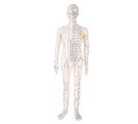 EMUKOEP 20.5 Inch Acupuncture Model, Full Body Human Acupoint Model with Precise Engravings and Rotatable Arms, with Stable Base for Teaching Student Demonstration (Male)