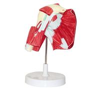 EMuscled Shoulder Joint Model Medical Anatomy Skeleton Model Shoulder Joint Model Muscle Model Human Shoulder Joint with Muscle Anatomy Model Shoulder is Suitable for Medical Teaching