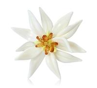 Enameled Edelweiss Flower Brooch Country Charm Design Corsage for Women Lightweight and Elegant Perfect for Gifting Lightweight Flower Pin