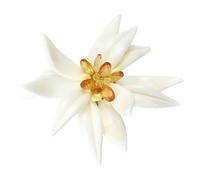 Enameled Edelweiss Flower Brooch Country Charm Design Corsage for Women Lightweight and Elegant Perfect for Gifting Country Inspired Edelweiss Brooch