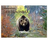 Encounters THE BROWN BEAR UK-Version (Wall Calendar 2026 DIN A3 Landscape), CALVENDO 12 Month Wall Calendar