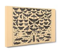 Encyclopaedia Butterflies And Insects Vintage Canvas Wall Art Print Ready to Hang, Framed Picture for Living Room Bedroom Home Office Décor, 20x14 Inch (50x35 cm)