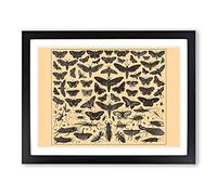 Encyclopaedia Butterflies And Insects Vintage Framed Print | A4 Black Framed Wall Art | Ready to Hang | Classic Nature Picture | Living Room Bedroom Lounge Office