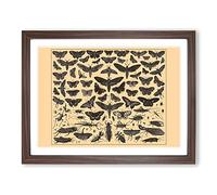 Encyclopaedia Butterflies And Insects Vintage Framed Print | A4 Walnut Framed Wall Art | Ready to Hang | Classic Nature Picture | Living Room Bedroom Lounge Office