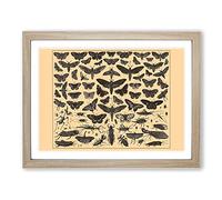Encyclopaedia Butterflies And Insects Vintage Framed Wall Art Print, Ready to Hang Picture for Living Room Bedroom Home Office Décor, Oak A4 (34 x 25 cm)