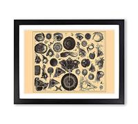 Encyclopaedia Human Biology Eyes No.1 Vintage Framed Print | A2 Black Framed Wall Art | Ready to Hang | Classic Nature Picture | Living Room Bedroom Lounge Office