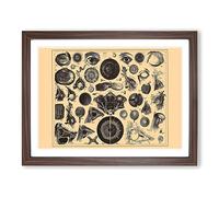 Encyclopaedia Human Biology Eyes No.1 Vintage Framed Wall Art Print, Ready to Hang Picture for Living Room Bedroom Home Office Décor, Walnut A4 (34 x 25 cm)