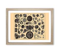 Encyclopaedia Human Biology Eyes No.1 Vintage Framed Wall Art Print, Ready to Hang Picture for Living Room Bedroom Home Office Décor, Oak A2 (64 x 46 cm)