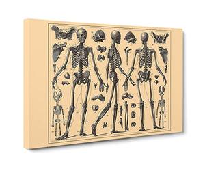Encyclopaedia Human Biology Skeleton Bones No.2 Canvas Print | Gallery Wrapped 30mm Frame Wall Art | 30x20 inches | Ready to Hang | Retro Picture | Living Room Bedroom Lounge Office