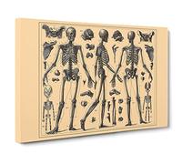 Encyclopaedia Human Biology Skeleton Bones No.2 Vintage Canvas Wall Art Print Ready to Hang, Framed Picture for Living Room Bedroom Home Office Décor, 20x14 Inch (50x35 cm)
