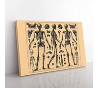 Encyclopaedia Human Biology Skeleton Bones No.2 Vintage Canvas Wall Art Print Ready to Hang, Framed Picture for Living Room Bedroom Home Office Décor, 76x50 cm (30x20 Inch)