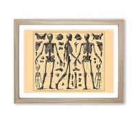 Encyclopaedia Human Biology Skeleton Bones No.2 Vintage Framed Print | A2 Oak Framed Wall Art | Ready to Hang | Classic Nature Picture | Living Room Bedroom Lounge Office