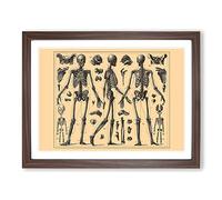 Encyclopaedia Human Biology Skeleton Bones No.2 Vintage Framed Print | A2 Walnut Framed Wall Art | Ready to Hang | Classic Nature Picture | Living Room Bedroom Lounge Office