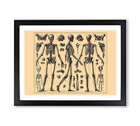 Encyclopaedia Human Biology Skeleton Bones No.2 Vintage Framed Print | A4 Black Framed Wall Art | Ready to Hang | Classic Nature Picture | Living Room Bedroom Lounge Office