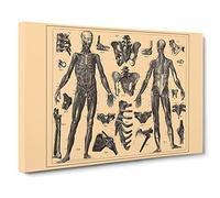 Encyclopaedia Human Biology Skeleton No.1 Canvas Print | Gallery Wrapped 30mm Frame Wall Art | 30x20 inches | Ready to Hang | Retro Picture | Living Room Bedroom Lounge Office