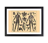 Encyclopaedia Human Biology Skeleton No.1 Vintage Framed Print | A3 Black Framed Wall Art | Ready to Hang | Classic Nature Picture | Living Room Bedroom Lounge Office