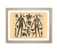 Encyclopaedia Human Biology Skeleton No.1 Vintage Framed Print | A4 Oak Framed Wall Art | Ready to Hang | Classic Nature Picture | Living Room Bedroom Lounge Office