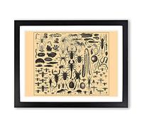 Encyclopaedia Insects Vintage Framed Print | A4 Black Framed Wall Art | Ready to Hang | Classic Nature Picture | Living Room Bedroom Lounge Office