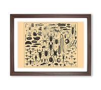 Encyclopaedia Insects Vintage Framed Print | A4 Walnut Framed Wall Art | Ready to Hang | Classic Nature Picture | Living Room Bedroom Lounge Office