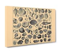 Encyclopaedia Shells Vintage Canvas Wall Art Print Ready to Hang, Framed Picture for Living Room Bedroom Home Office Décor, 20x14 Inch (50x35 cm)