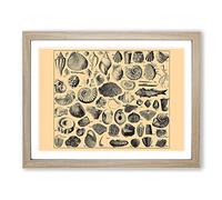 Encyclopaedia Shells Vintage Framed Print | A2 Oak Framed Wall Art | Ready to Hang | Classic Nature Picture | Living Room Bedroom Lounge Office