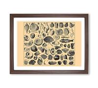Encyclopaedia Shells Vintage Framed Print | A3 Walnut Framed Wall Art | Ready to Hang | Classic Nature Picture | Living Room Bedroom Lounge Office
