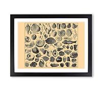 Encyclopaedia Shells Vintage Framed Wall Art Print, Ready to Hang Picture for Living Room Bedroom Home Office Décor, Black A4 (34 x 25 cm)