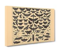 Encyclopedia Butterflies And Insects Canvas Print | Gallery Wrapped 30mm Frame Wall Art | 30x20 inches | Ready to Hang | Contemporary Picture | Living Room Bedroom Lounge Office