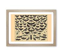 Encyclopedia Butterflies and Insects Framed Print | A2 Oak Framed Wall Art | Ready to Hang | Modern Nature Picture | Living Room Bedroom Lounge Office