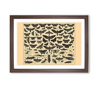 Encyclopedia Butterflies and Insects Framed Print | A2 Walnut Framed Wall Art | Ready to Hang | Modern Nature Picture | Living Room Bedroom Lounge Office