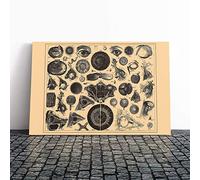 Encyclopedia Human Biology Eyes (1) Canvas Print | Gallery Wrapped 30mm Frame Wall Art | 20x14 inches | Ready to Hang | Modern Picture | Living Room Bedroom Lounge Office