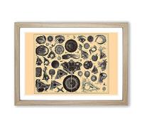 Encyclopedia Human Biology Eyes (1) Framed Print | A2 Oak Framed Wall Art | Ready to Hang | Modern Nature Picture | Living Room Bedroom Lounge Office