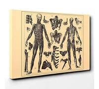 Encyclopedia Human Biology Skeleton (1) Canvas Print | Gallery Wrapped 30mm Frame Wall Art | 30x20 inches | Ready to Hang | Modern Picture | Living Room Bedroom Lounge Office
