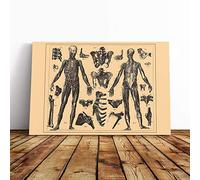 Encyclopedia Human Biology Skeleton (1) Canvas Print | Gallery Wrapped 30mm Frame Wall Art | 30x20 inches | Ready to Hang | Modern Picture | Living Room Bedroom Lounge Office