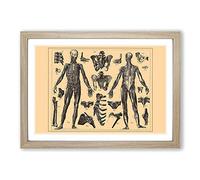 Encyclopedia Human Biology Skeleton (1) Framed Print | A2 Oak Framed Wall Art | Ready to Hang | Modern Nature Picture | Living Room Bedroom Lounge Office