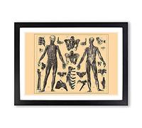 Encyclopedia Human Biology Skeleton (1) Framed Print | A2 Oak Framed Wall Art | Ready to Hang | Modern Nature Picture | Living Room Bedroom Lounge Office
