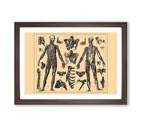 Encyclopedia Human Biology Skeleton (1) Framed Print | A2 Walnut Framed Wall Art | Ready to Hang | Modern Nature Picture | Living Room Bedroom Lounge Office
