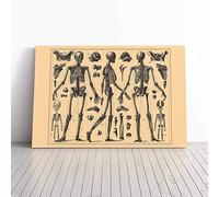 Encyclopedia Human Biology Skeleton Bones (2) Canvas Print | Gallery Wrapped 30mm Frame Wall Art | 30x20 inches | Ready to Hang | Modern Picture | Living Room Bedroom Lounge Office