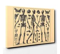 Encyclopedia Human Biology Skeleton Bones (2) Canvas Print | Gallery Wrapped 30mm Frame Wall Art | 30x20 inches | Ready to Hang | Modern Picture | Living Room Bedroom Lounge Office