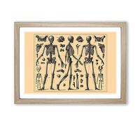 Encyclopedia Human Biology Skeleton Bones (2) Framed Print | A2 Oak Framed Wall Art | Ready to Hang | Modern Nature Picture | Living Room Bedroom Lounge Office