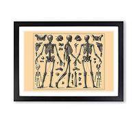 Encyclopedia Human Biology Skeleton Bones (2) Framed Print | A2 Oak Framed Wall Art | Ready to Hang | Modern Nature Picture | Living Room Bedroom Lounge Office
