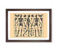 Encyclopedia Human Biology Skeleton Bones (2) Framed Print | A2 Walnut Framed Wall Art | Ready to Hang | Modern Nature Picture | Living Room Bedroom Lounge Office