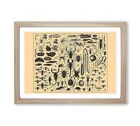 Encyclopedia Insects Framed Print | A2 Oak Framed Wall Art | Ready to Hang | Modern Nature Picture | Living Room Bedroom Lounge Office