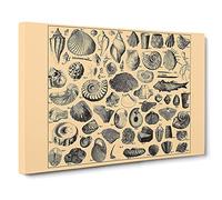 Encyclopedia Shells Canvas Print | Gallery Wrapped 30mm Frame Wall Art | 30x20 inches | Ready to Hang | Modern Animals Picture | Living Room Bedroom Lounge Office