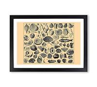 Encyclopedia Shells Framed Print | A2 Black Framed Wall Art | Ready to Hang | Modern Nature Picture | Living Room Bedroom Lounge Office